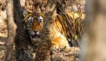 Ranthambore Tour