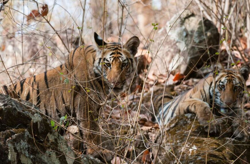 Ranthambore Wildlife Safari tiger sighting in natural forest habitat